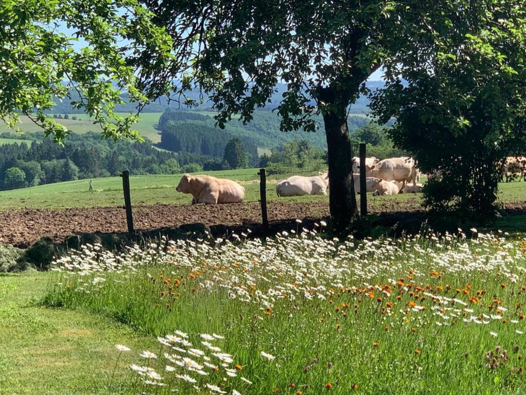 Apartamento Urlaub Mit Hund Auf Dem Bauernhof Hofswald Euscheid Exterior foto