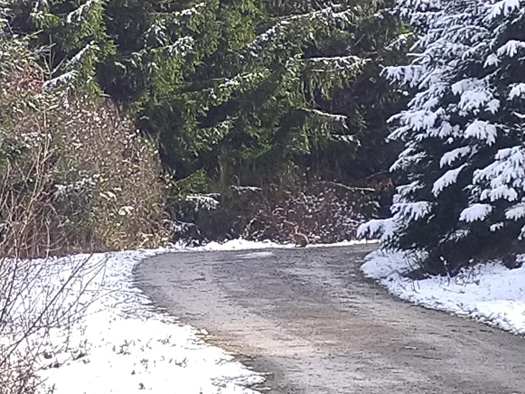 Apartamento Urlaub Mit Hund Auf Dem Bauernhof Hofswald Euscheid Exterior foto