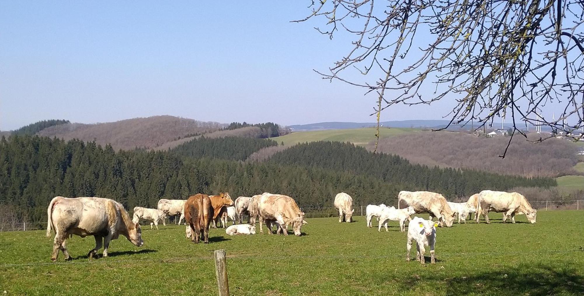 Apartamento Urlaub Mit Hund Auf Dem Bauernhof Hofswald Euscheid Exterior foto
