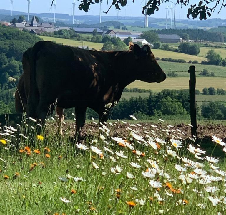 Apartamento Urlaub Mit Hund Auf Dem Bauernhof Hofswald Euscheid Exterior foto