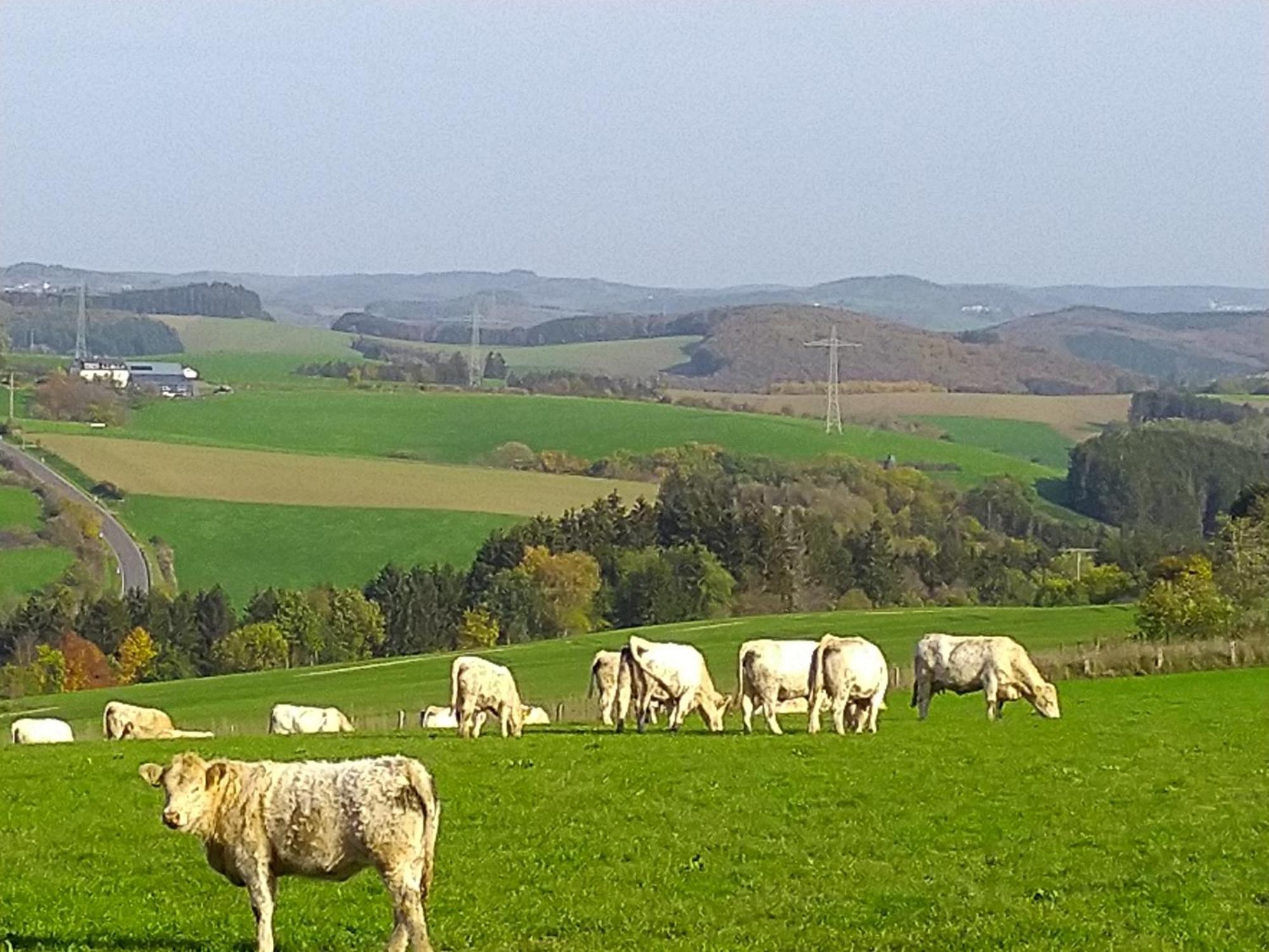 Apartamento Urlaub Mit Hund Auf Dem Bauernhof Hofswald Euscheid Exterior foto